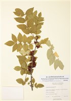 藏品(美洲花椒)的圖片